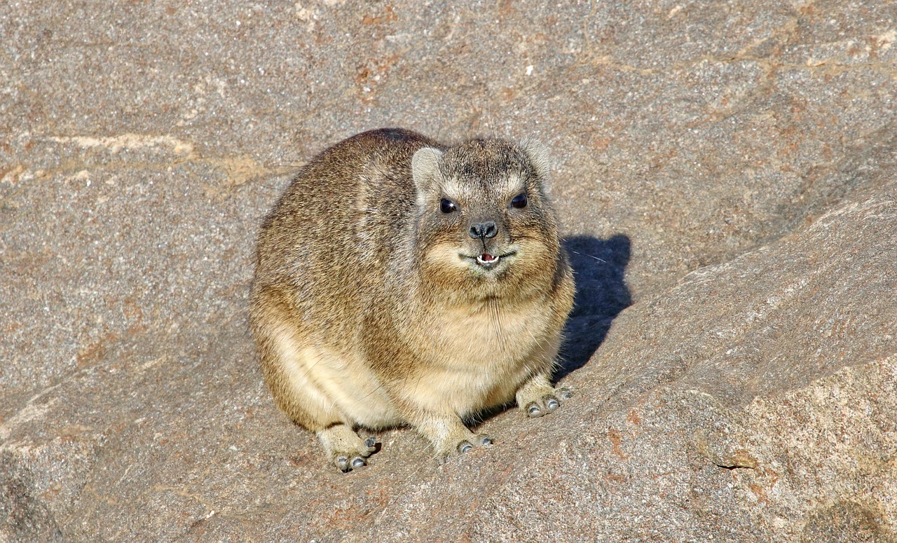Picture Dassie Table Mountain.4